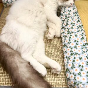 Summer Country-Style Breathable Pet Pet Cool Mat Nest